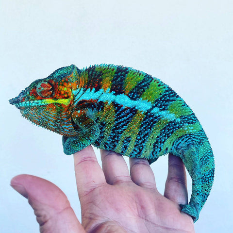 pardalis chameleons