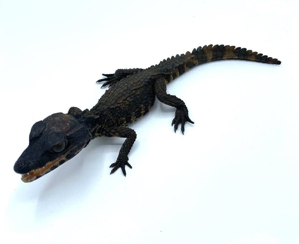 baby alligator for sale uk