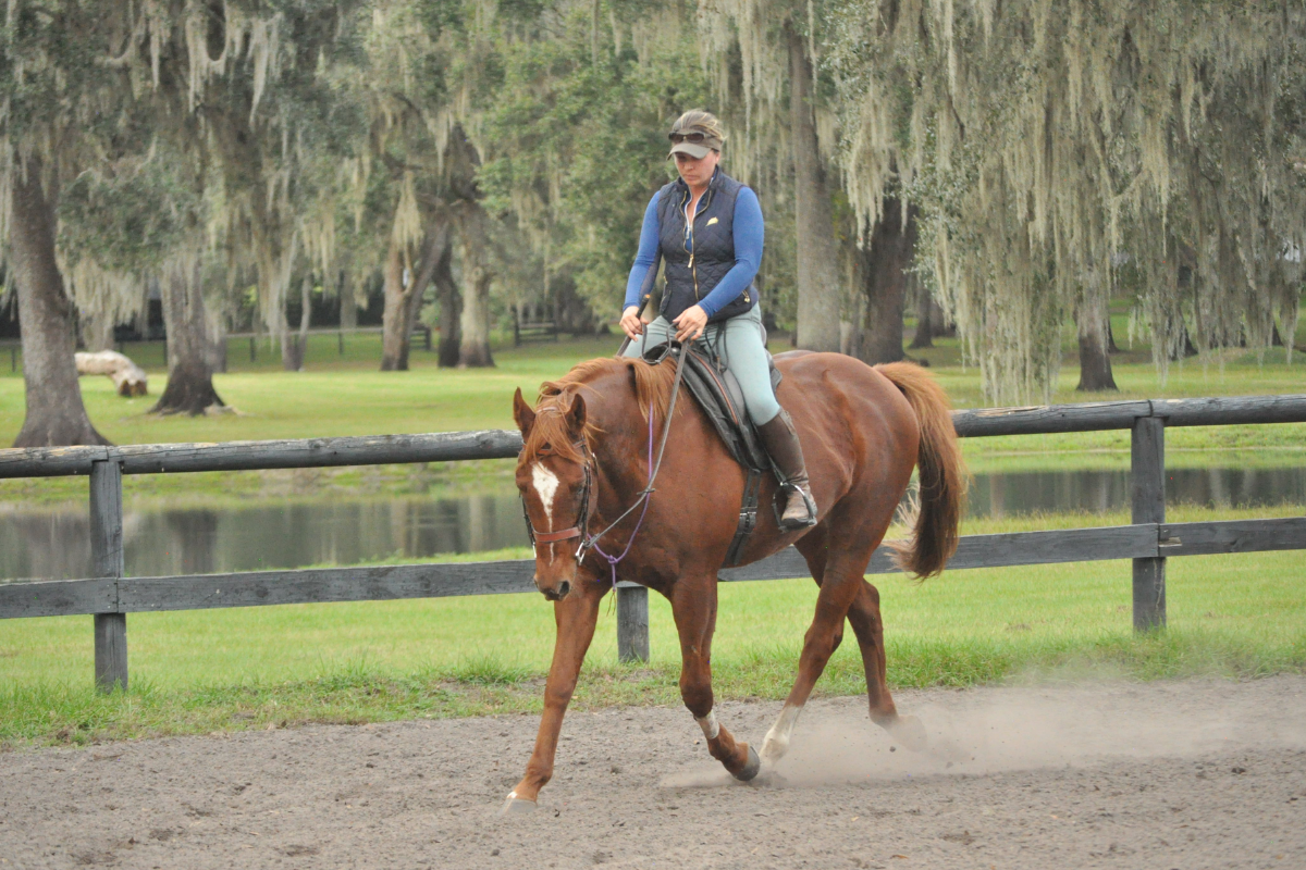 Western Riding Gear & Equipment Archives - Horse and Rider