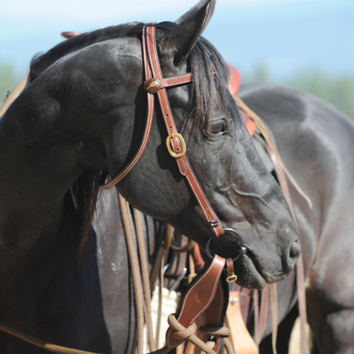 Diversiteit specificeren sigaar Hoofdstellen, bitten, teugels - Parelli Natural Horsemanship