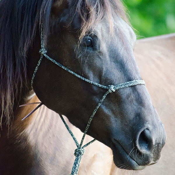 Pat's Horseman's Halter – Parelli Natural Horsemanship