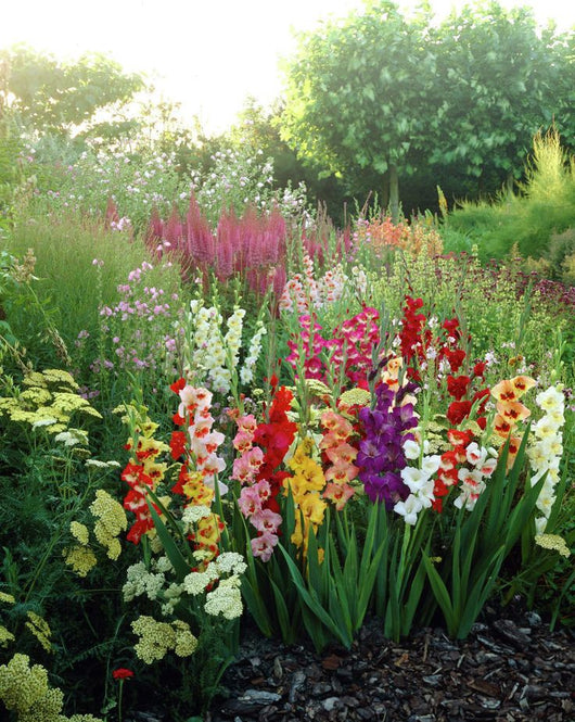 9 Seeds Per Pack - Gladiolus Flower – The Secret Shops