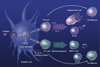 Diagram Showing Function of Immune System and Cells Fighting off Invading Threats