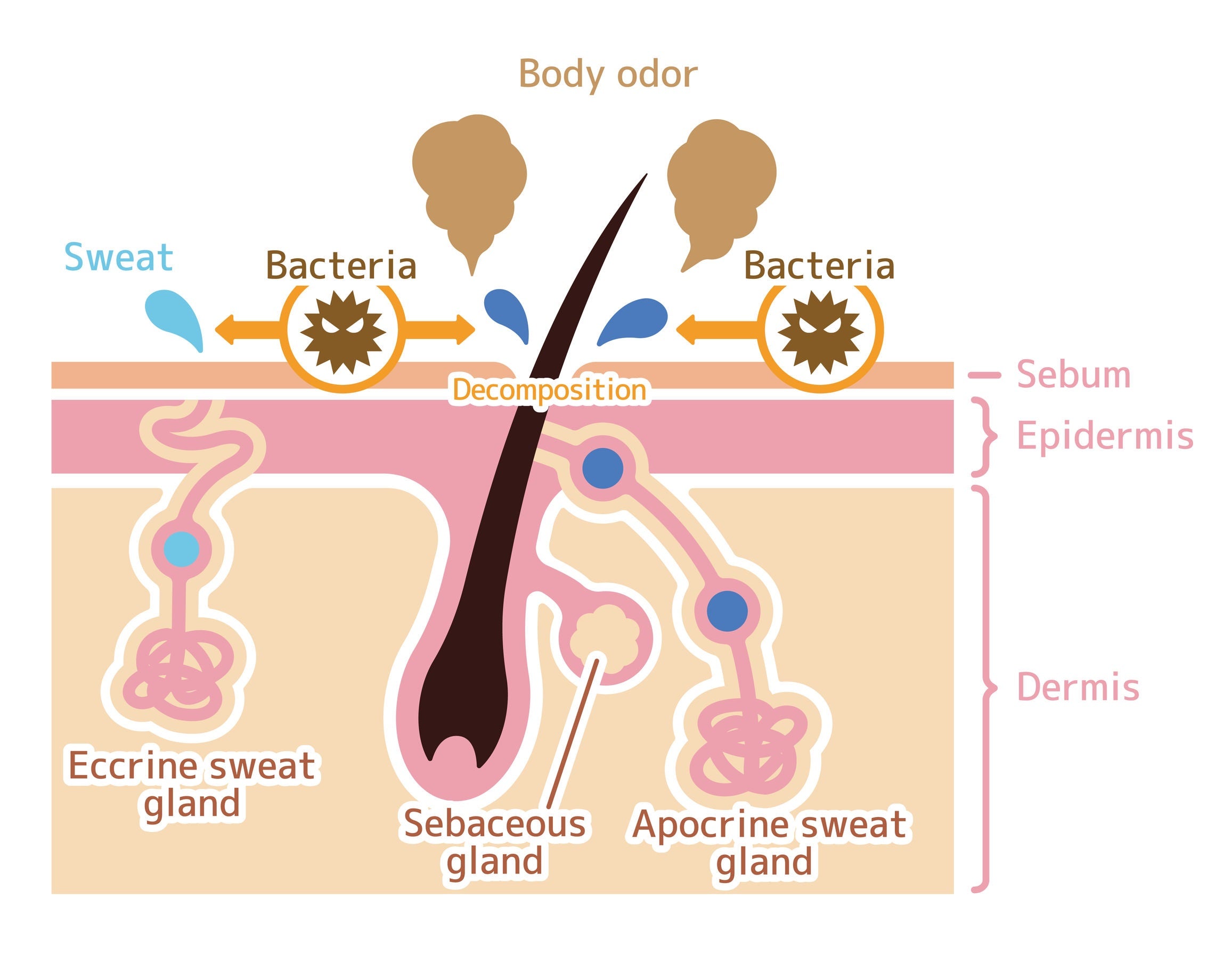 Sudoriferous Glands 101 For Massage Therapist Spa And Salon Service Pro