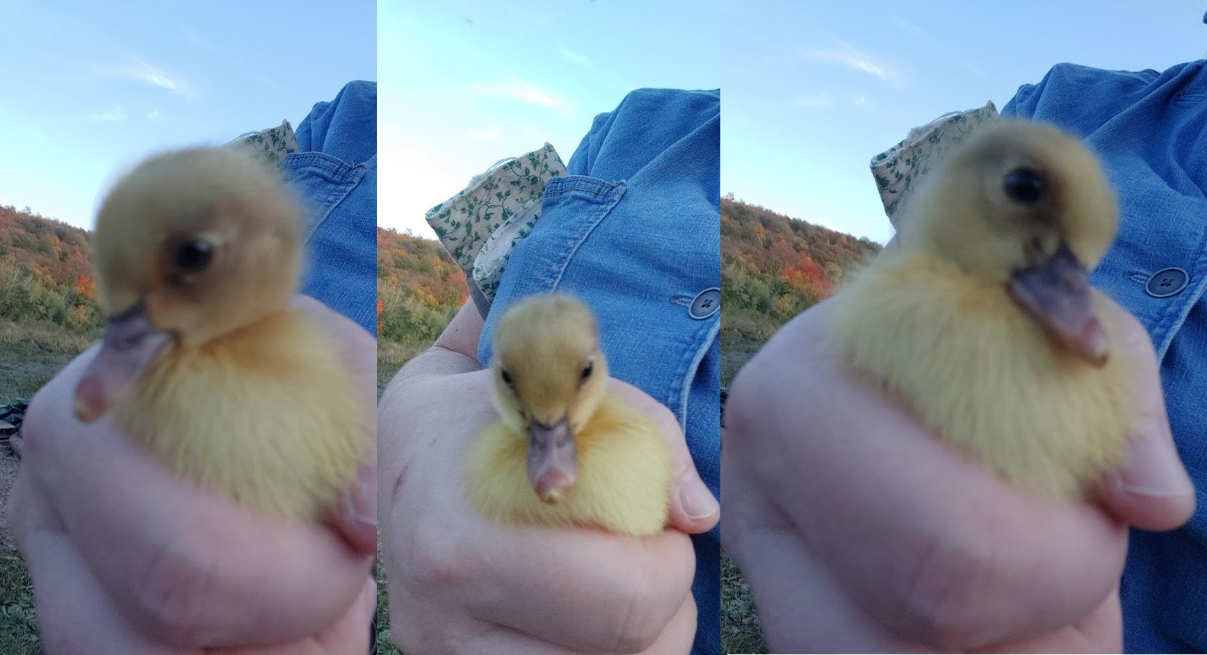 1-day Old Duckling
