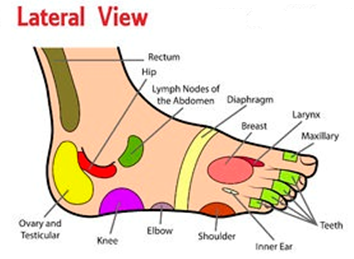 Ovaries Reflexology Foot Chart