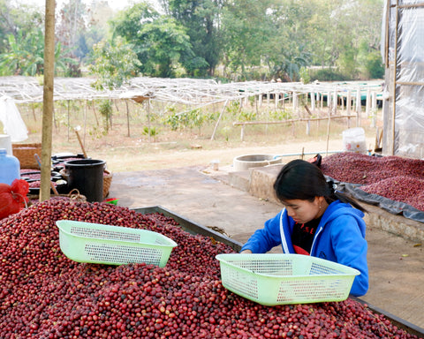 Amayar - sorting