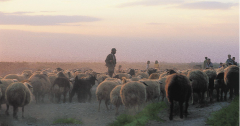 Herding sheep in Nepal