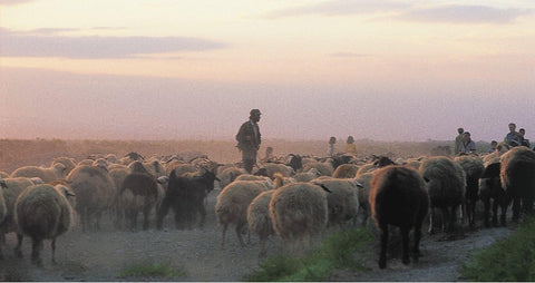Shepherd herding sheep in Nepal