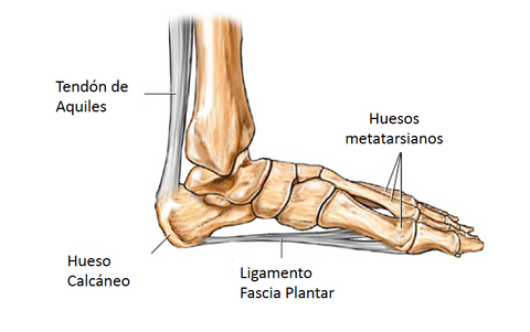 pie fascia plantar