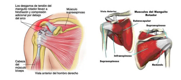 anatomía músculos y tendones hombro manguito rotador