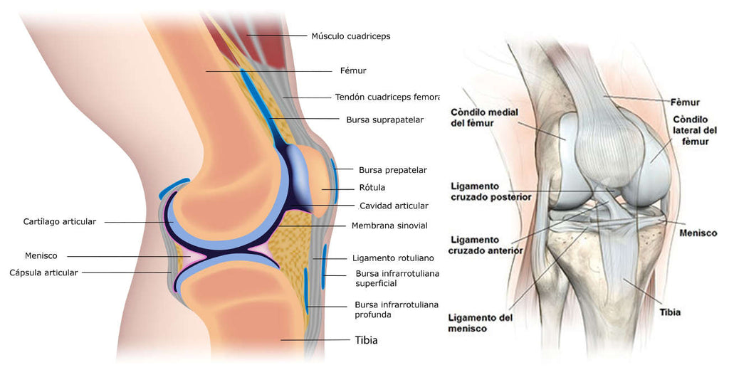 anatomia rodilla y ligamentos