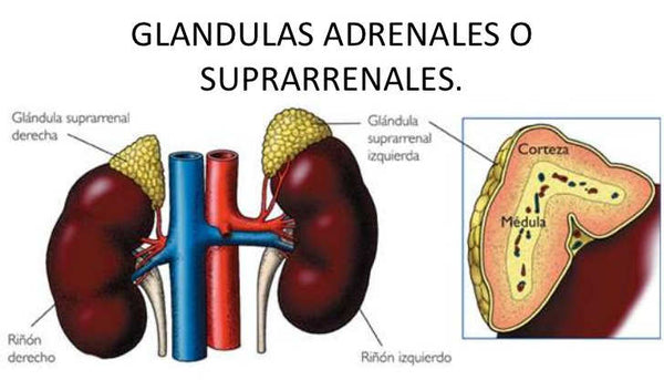 gladulas adrenales suprarrenales