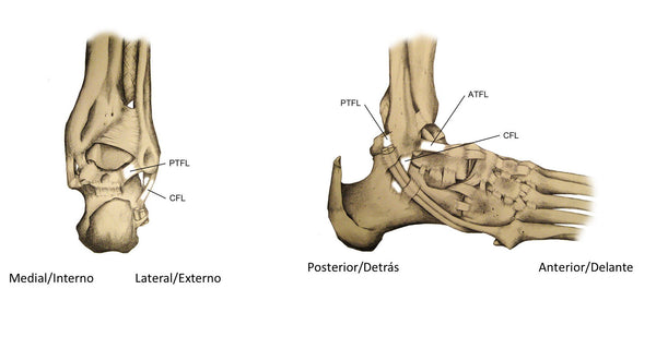 anatomía ligamentos de tobillo