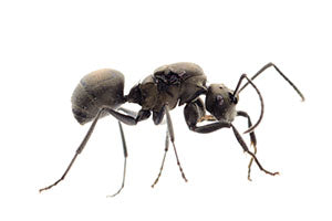 Carpenter Ant