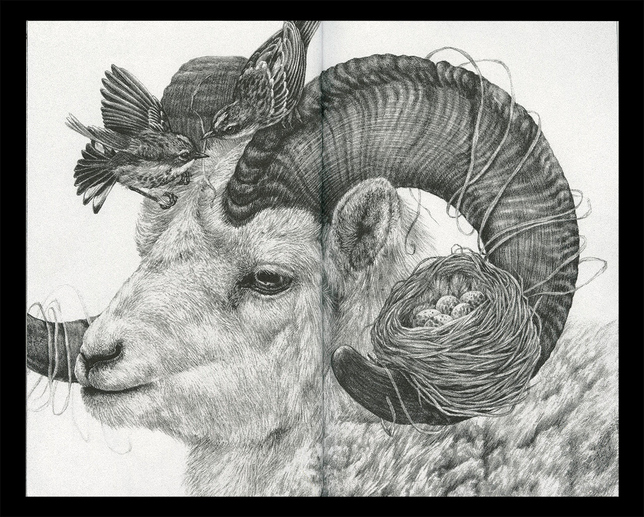 Interior spread of Zoe Keller's zine "Drawings" showing a graphite drawing of a ram