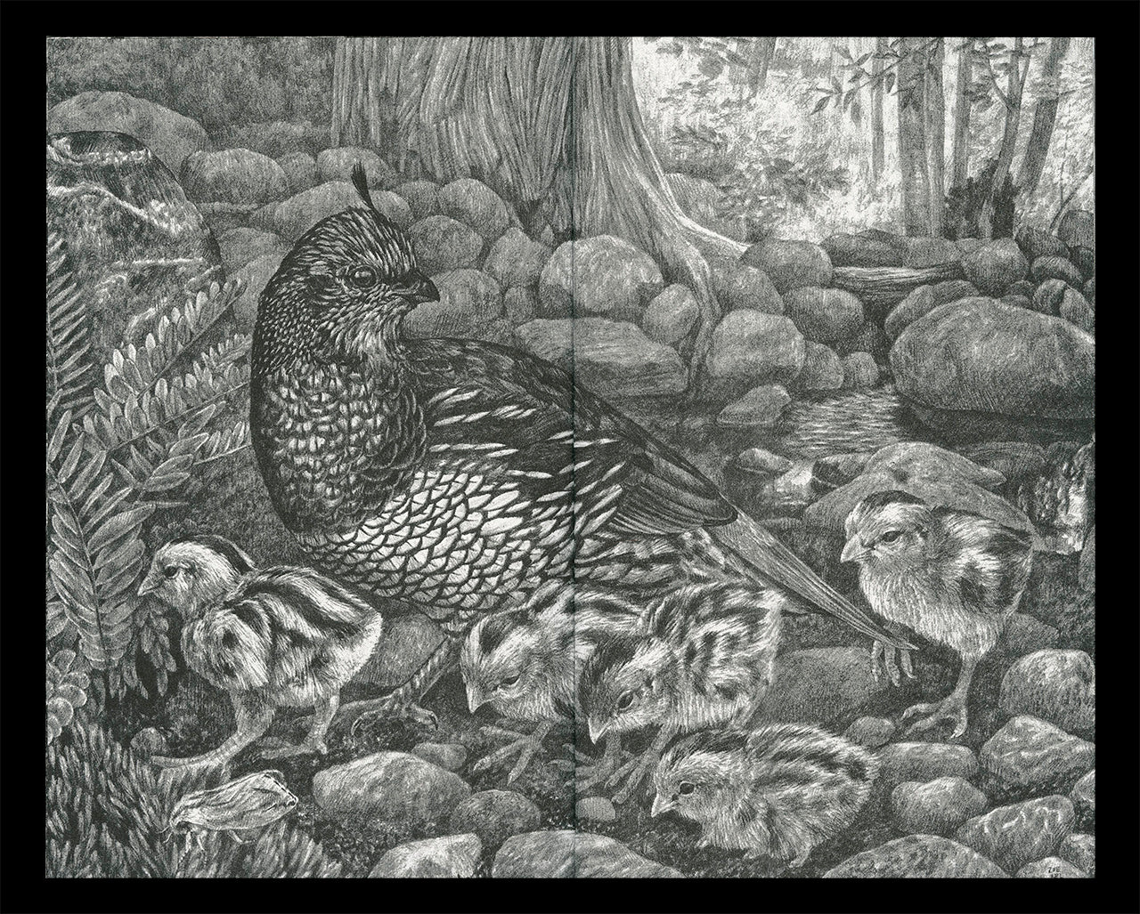 Interior spread of Zoe Keller's zine "Drawings" showing a graphite drawing of a quail family in the woods