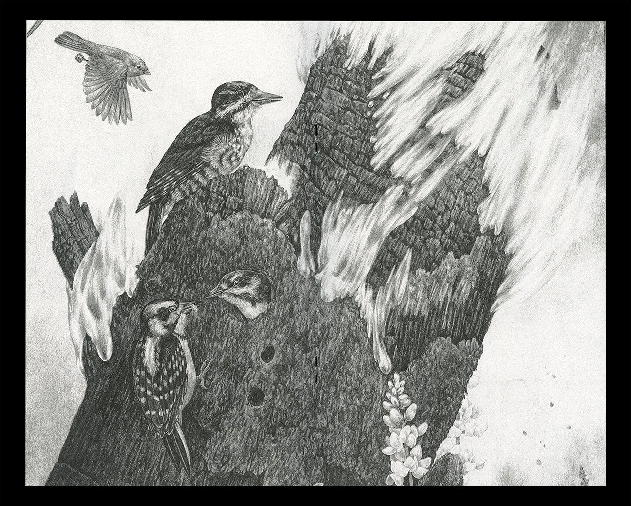Interior spread of Zoe Keller's zine "Drawings" showing a graphite drawing of woodpeckers nesting in a tree