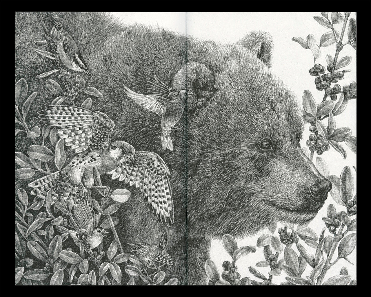 Interior spread of Zoe Keller's zine "Drawings" showing a graphite drawing of a bear