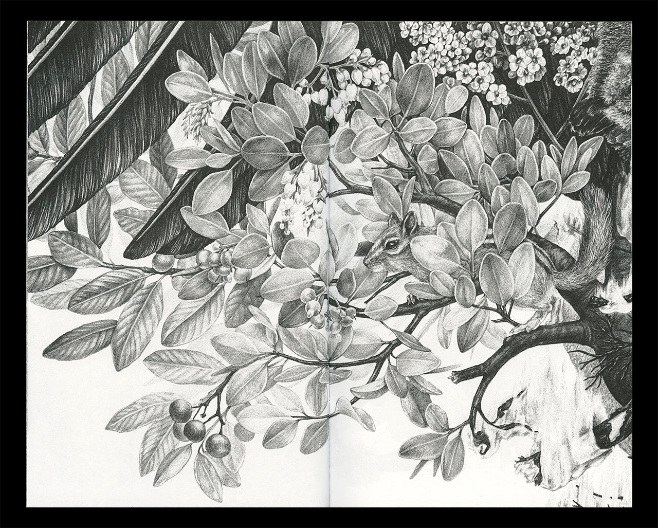 Interior spread of Zoe Keller's zine "Drawings" showing a graphite drawing of a chipmunk in a tree