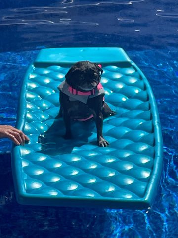 Mia the black Pug on a pool float