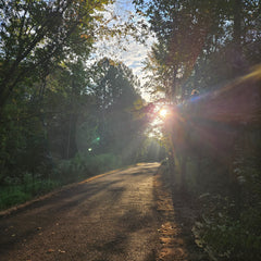 path in forest