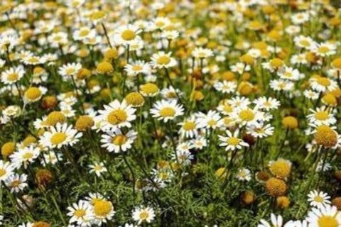 Chamomile Flowers for Anxiety