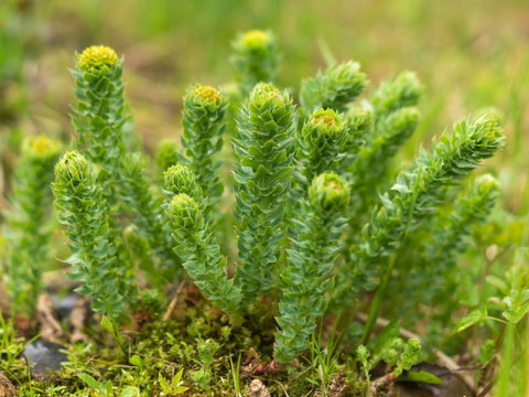 rhodiola természet egészsége