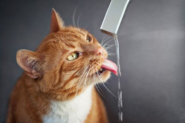 قط يشرب الماء من صنبور