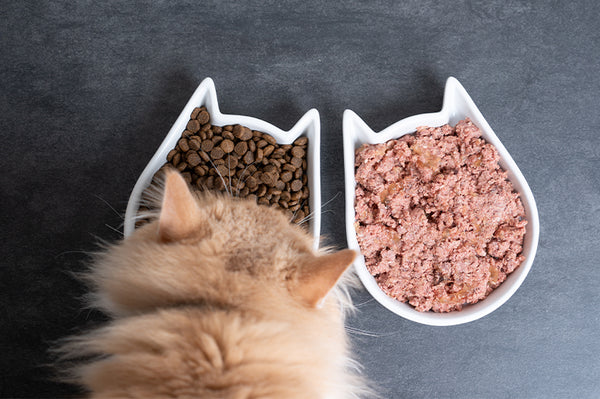كم مرة تأكل القطط باليوم – مدونة باندا