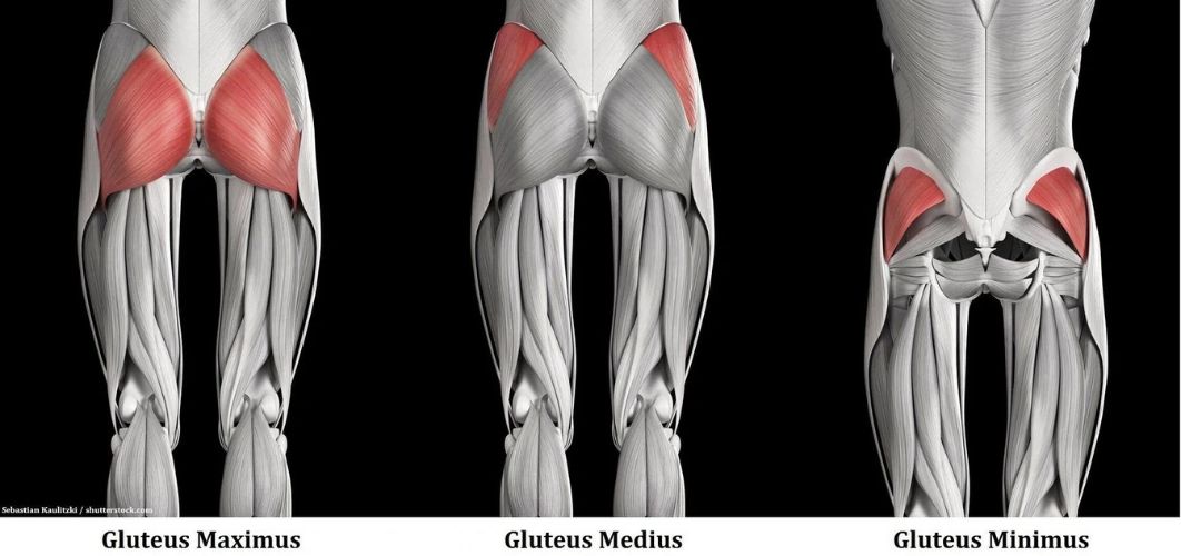 Gluteus anatomy