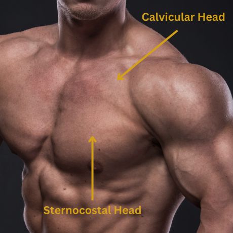 Pectoral Muscle Heads