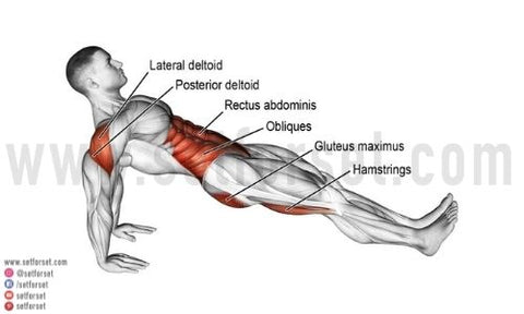 plank exercise muscles used