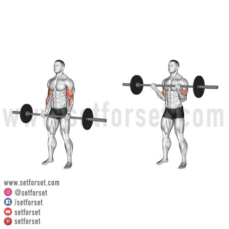 standing barbell biceps curl exercise