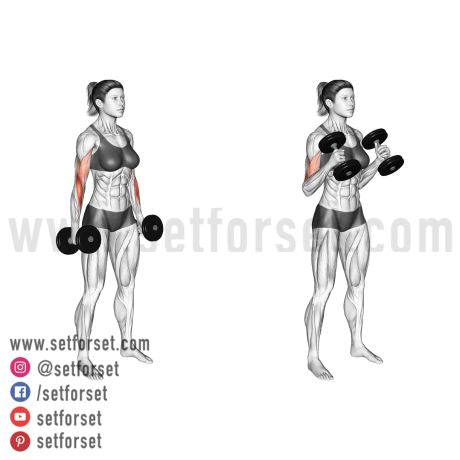 best biceps isolation exercise