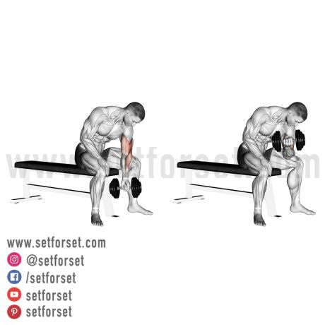 best biceps isolation exercises