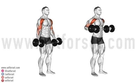 Arm Workout With Dumbbells at Home, Simple and Effective
