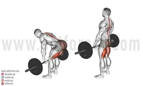 best hamstring and glute exercises
