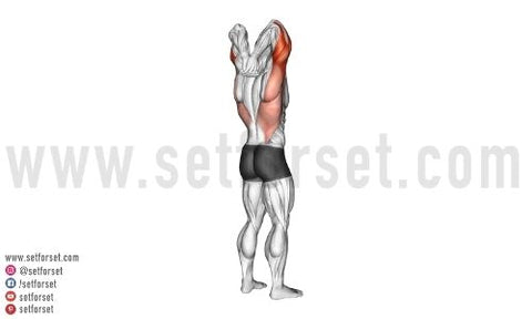 best stretches for triceps