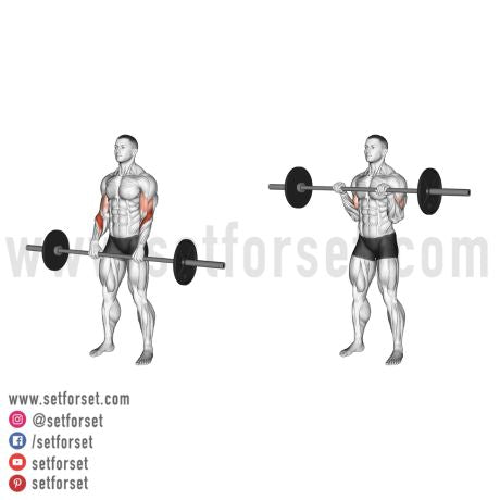 bicep barbell exercises