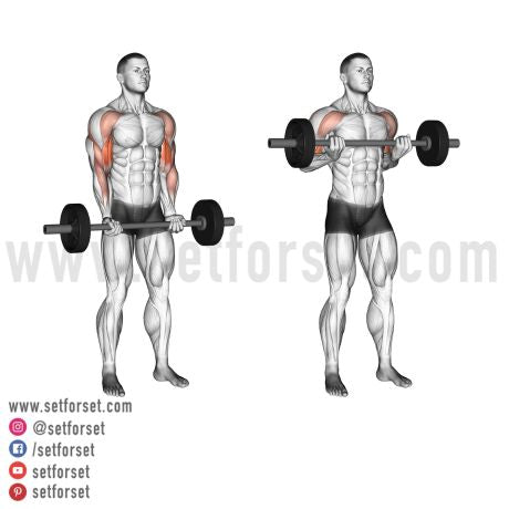 bicep exercises with a barbell