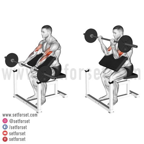 Barbell Preacher Curl