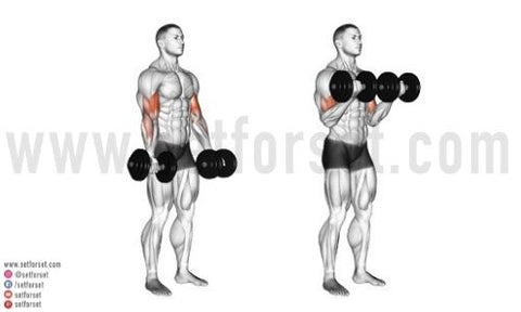 12 Best Dumbbell Biceps Exercises - SET FOR SET