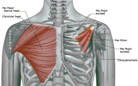 chest muscle anatomy