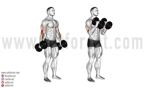 12 Best Dumbbell Biceps Exercises - SET FOR SET