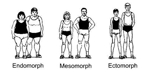 endomorph body