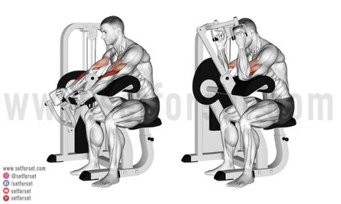 spider curl vs preacher curl