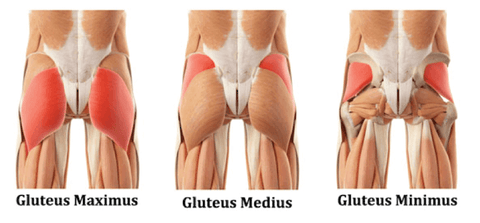 My gluteus max is all naked here