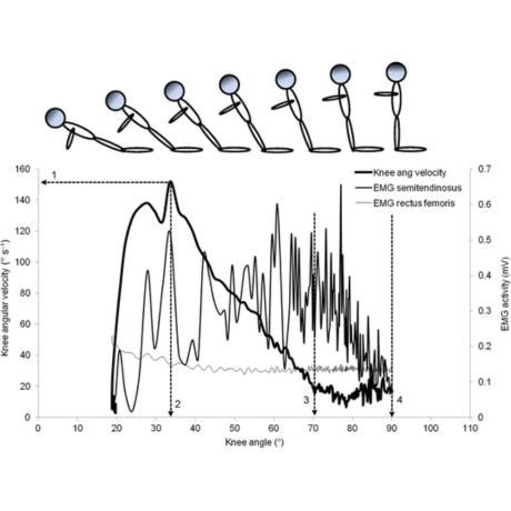 hamstring activation