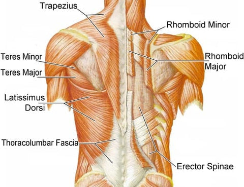 home exercises for back